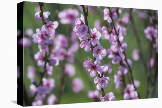 Apricot Blossom, Austria-Rainer Mirau-Premier Image Canvas