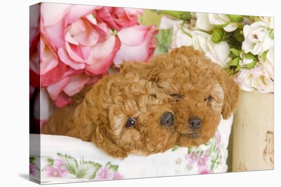 Apricot Poodles in Basket with Flowers-null-Premier Image Canvas