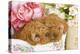 Apricot Poodles in Basket with Flowers-null-Premier Image Canvas