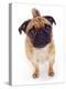 Apricot Pug, 2 Years Old-Jane Burton-Premier Image Canvas