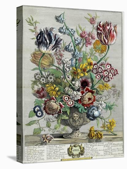 April, from 'Twelve Months of Flowers', 1730-Pieter Casteels-Premier Image Canvas