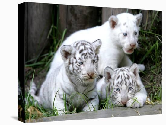 APTOPIX Argentina White Tigers-Eduardo Di Baia-Premier Image Canvas