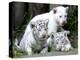 APTOPIX Argentina White Tigers-Eduardo Di Baia-Premier Image Canvas