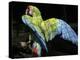 APTOPIX Costa Rica Endangered Macaws-Kent Gilbert-Premier Image Canvas