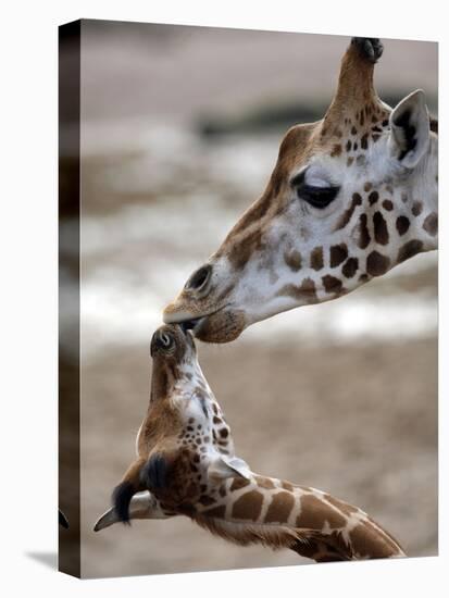 APTOPIX DEU Tiere Giraffenbaby-Kai-uwe Knoth-Premier Image Canvas