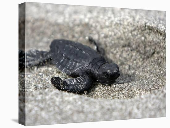 APTOPIX El Salvador Turtles Released-Luis Romero-Premier Image Canvas