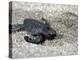 APTOPIX El Salvador Turtles Released-Luis Romero-Premier Image Canvas