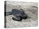 APTOPIX El Salvador Turtles Released-Luis Romero-Premier Image Canvas