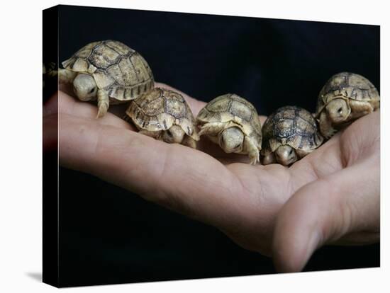 APTOPIX Italy Libya Baby Tortoises-Pier Paolo Cito-Premier Image Canvas