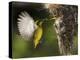 APTOPIX Malaysia Sunbird-Vincent Thian-Premier Image Canvas