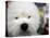 APTOPIX Westminster Dog Show-Mary Altaffer-Premier Image Canvas