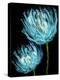 Aqua Tulips II-Vanessa Austin-Stretched Canvas