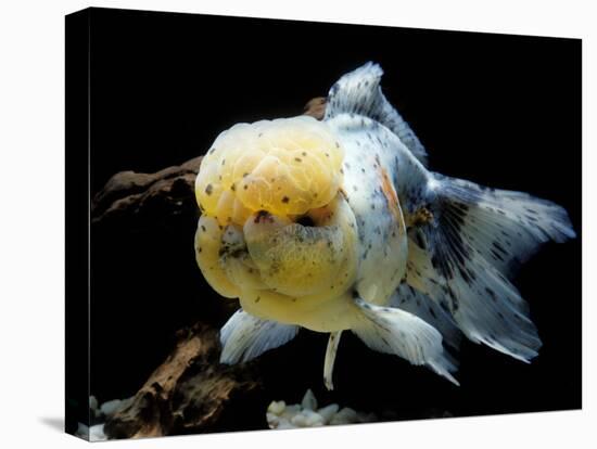 Aquarium Fish Lionhead Goldfish-null-Premier Image Canvas