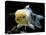 Aquarium Fish Lionhead Goldfish-null-Premier Image Canvas