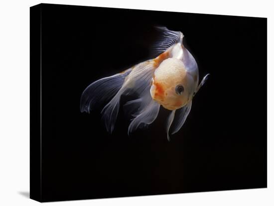Aquarium Fish Lionhead Goldfish-null-Premier Image Canvas