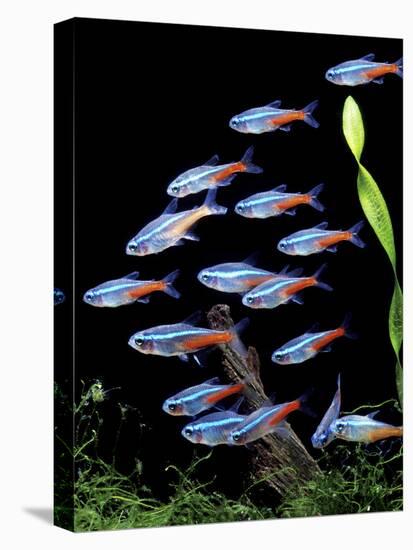 Aquarium Fish Neon Tetra-null-Premier Image Canvas