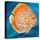 Aquatic Life I (Vibrant Sea Life II)-Patricia Pinto-Stretched Canvas