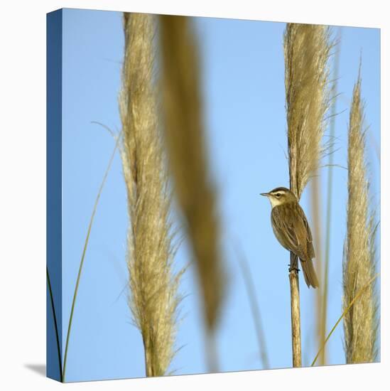 Aquatic Warbler (Acrocephalus Schoenobaenus) Breton Marsh, Vendee, France, May-Loic Poidevin-Premier Image Canvas