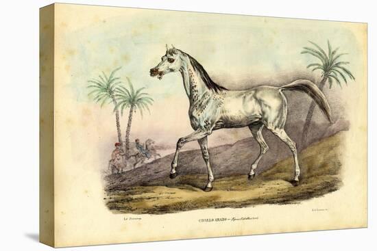 Arab Horse, 1863-79-Raimundo Petraroja-Premier Image Canvas