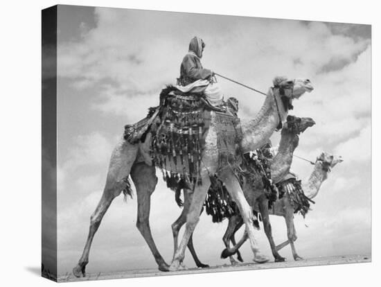 Arab Legionnaries Riding their Camels-John Phillips-Premier Image Canvas