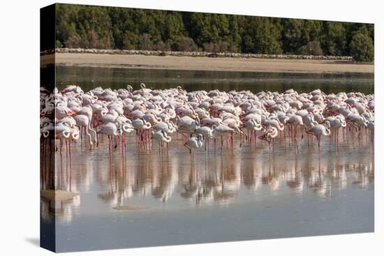 Arabia, Arabian Peninsula, the Persian Gulf-Udo Bernhart-Premier Image Canvas