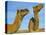 Arabian Camels (Camelus Dromedarius), Feral in Outback, New South Wales, Australia-Steve & Ann Toon-Premier Image Canvas