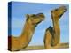Arabian Camels (Camelus Dromedarius), Feral in Outback, New South Wales, Australia-Steve & Ann Toon-Premier Image Canvas