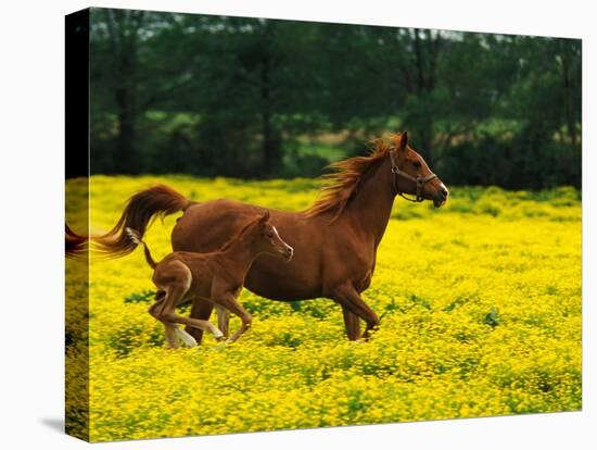 Arabian Foal and Mare Running Through Buttercup Flowers, Louisville, Kentucky, USA-Adam Jones-Premier Image Canvas
