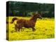 Arabian Foal and Mare Running Through Buttercup Flowers, Louisville, Kentucky, USA-Adam Jones-Premier Image Canvas