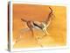 Arabian Gazelle, 2010-Mark Adlington-Premier Image Canvas