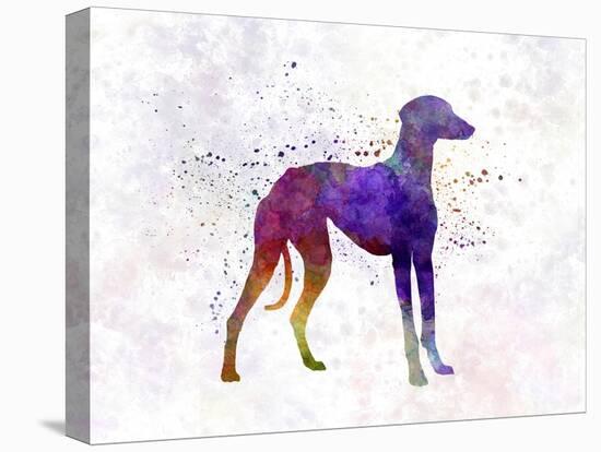 Arabian Greyhound in Watercolor-paulrommer-Stretched Canvas