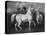 Arabian Horses, 19th Century-Eugene Fromentin-Premier Image Canvas