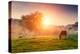 Arabian Horses Grazing on Pasture at Sundown in Orange Sunny Beams. Dramatic Foggy Scene. Carpathia-Leonid Tit-Premier Image Canvas