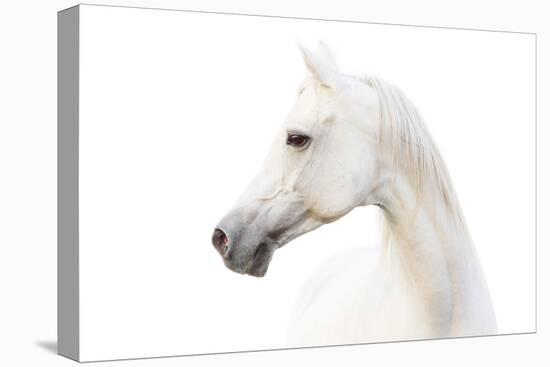 Arabian White Horse-mari_art-Premier Image Canvas