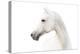 Arabian White Horse-mari_art-Premier Image Canvas