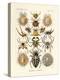 Arachnida, 1899-1904-null-Premier Image Canvas