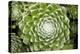 Arachnoideum Succulent I-Erin Berzel-Premier Image Canvas