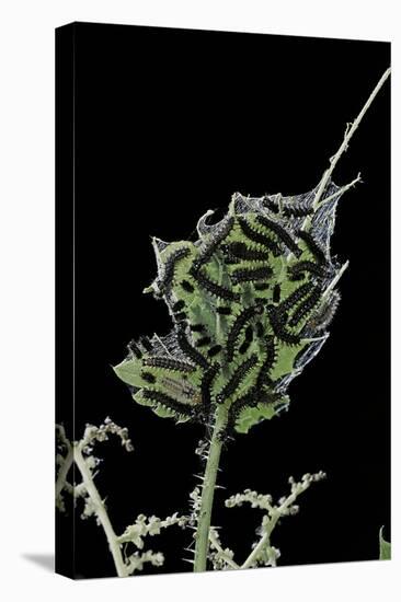 Araschnia Levana (Map Butterfly) - Caterpillars on Stinging Nettle Leaf-Paul Starosta-Premier Image Canvas