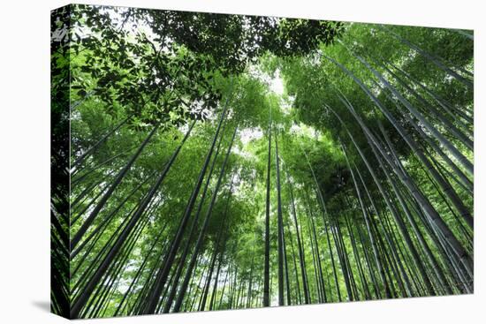 Arashiyama Bamboo Grove in Summer, Arashiyama, Western Kyoto, Japan, Asia-Eleanor Scriven-Premier Image Canvas