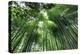 Arashiyama Bamboo Grove in Summer, Arashiyama, Western Kyoto, Japan, Asia-Eleanor Scriven-Premier Image Canvas