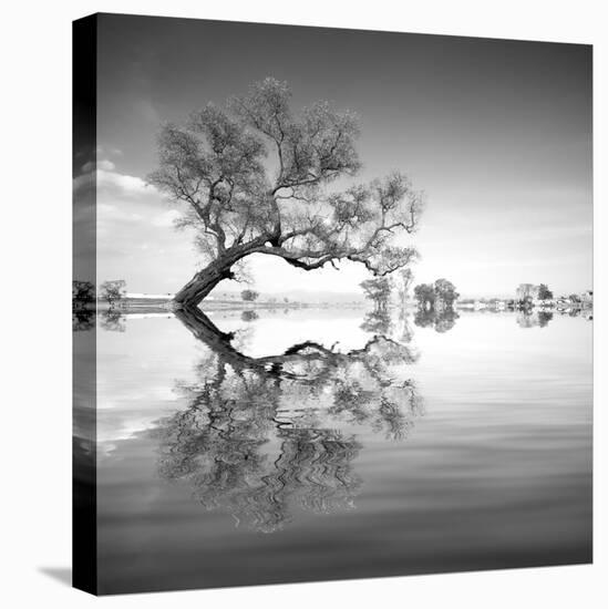 Arbol en Agua 3 BN-Moises Levy-Premier Image Canvas