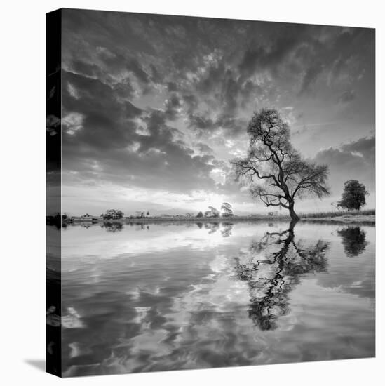 Arbol en Agua 5 BN-Moises Levy-Premier Image Canvas