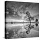 Arbol en Agua 5 BN-Moises Levy-Premier Image Canvas