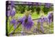 Arbor of Wisteria in Bloom, Firenze, Tuscany, Italy-Nico Tondini-Premier Image Canvas