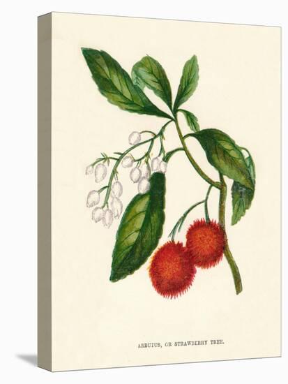 'Arbutus, or Strawberry Tree', c1891, (1891)-Anne Pratt-Premier Image Canvas