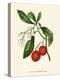 'Arbutus, or Strawberry Tree', c1891, (1891)-Anne Pratt-Premier Image Canvas