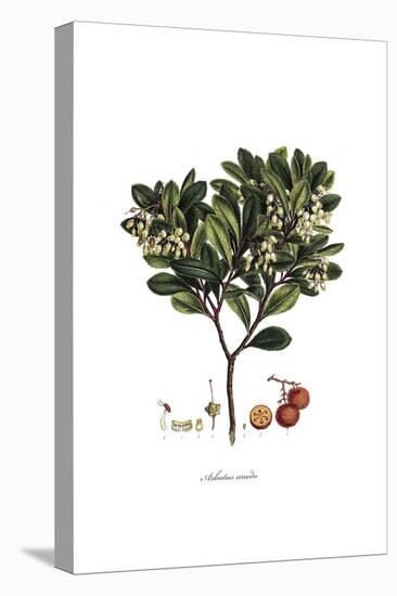 Arbutus Unedo, Flora Graeca-Ferdinand Bauer-Premier Image Canvas