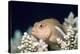 Arc-eye Hawkfish-Georgette Douwma-Premier Image Canvas