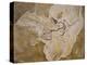 Archaeopteryx Lithographica Fossil-Naturfoto Honal-Premier Image Canvas