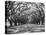 Arched Path of Trees on Plantation Site-Philip Gendreau-Premier Image Canvas